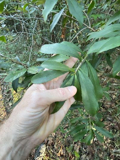 Symplocos harroldii, photographed by Greg Tasney