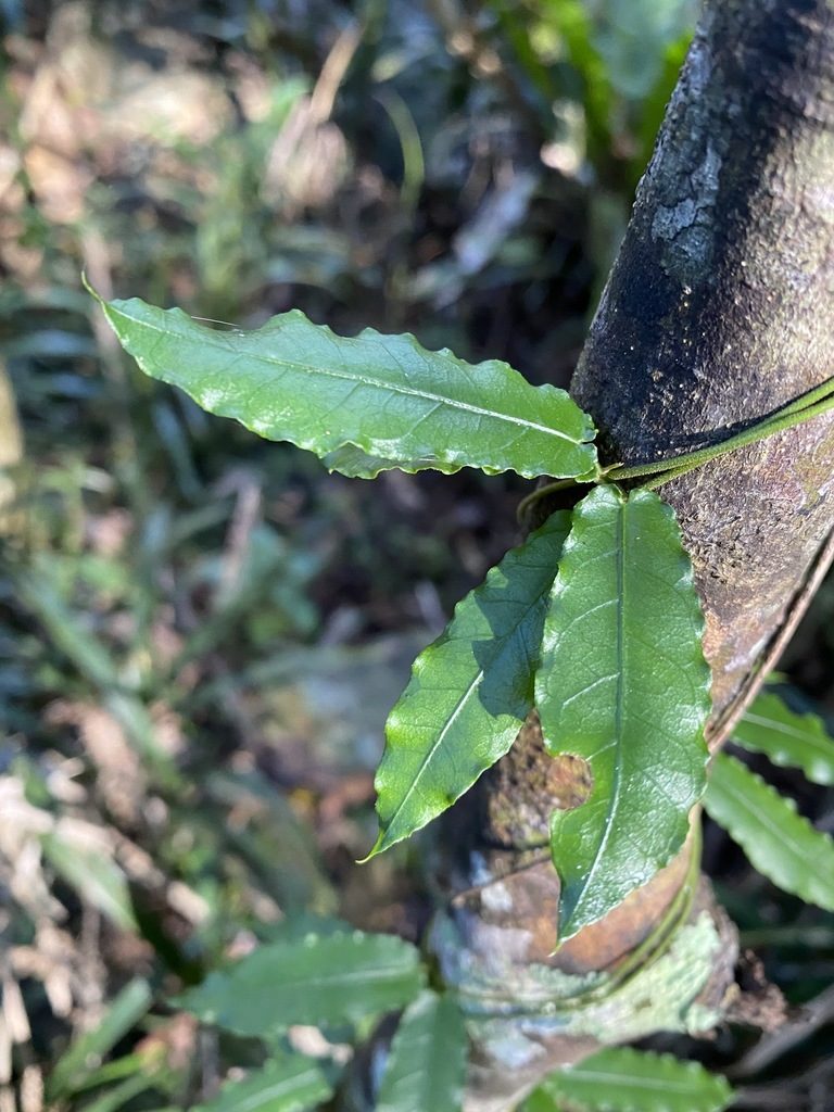 Parsonsia lilacina, photographed by Greg Tasney