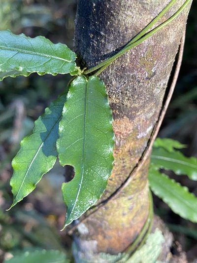Parsonsia lilacina, photographed by Greg Tasney