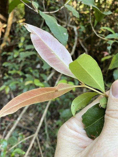 Backhousia leptopetala, photographed by Greg Tasney
