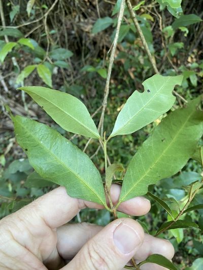 Backhousia leptopetala, photographed by Greg Tasney