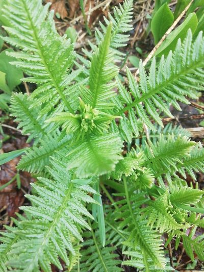 Pedicularis incarnata, photographed by Marina Potapova