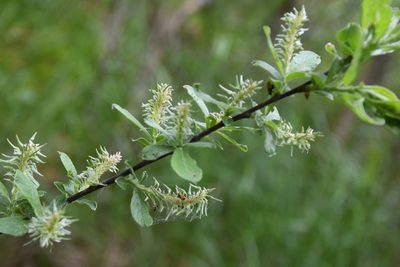 Salix aurita, photographed by Игорь Васильев