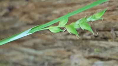 Carex vaginata, photographed by Norma Malinowski