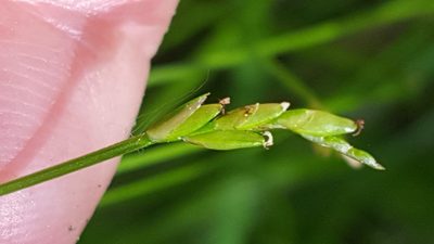 Carex leptalea, photographed by Norma Malinowski