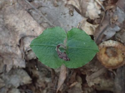 Neottia smallii, photographed by Evan M. Raskin