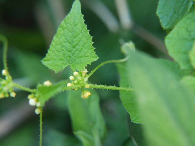 Cucumis ritchiei, photographed by Dinesh Valke