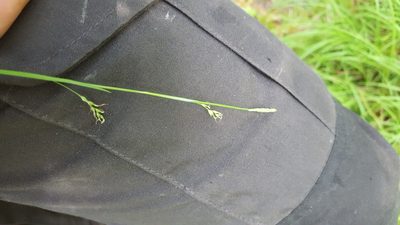 Carex vaginata, photographed by Norma Malinowski