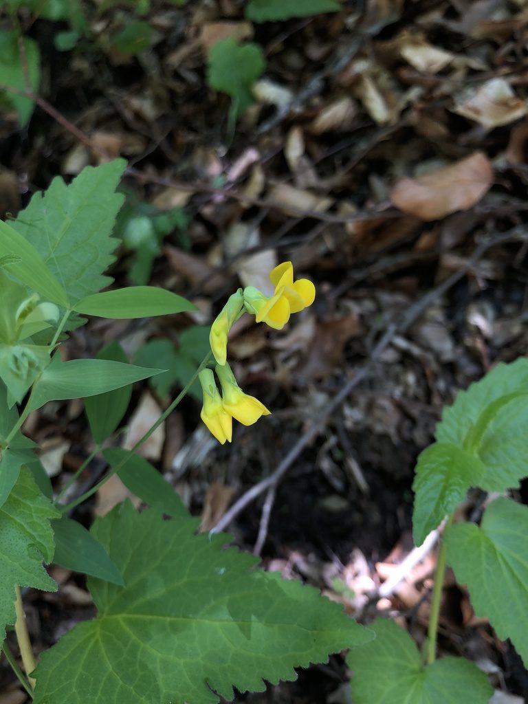 Lathyrus hallersteinii, photographed by Conrad Altmann