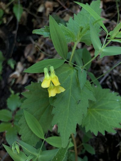 Lathyrus hallersteinii, photographed by Conrad Altmann
