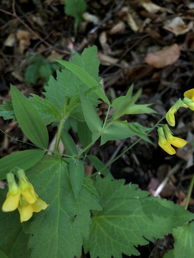 Lathyrus hallersteinii, photographed by Conrad Altmann
