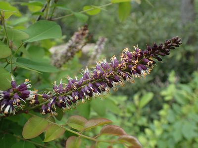 Amorpha glabra, photographed by Evan M. Raskin