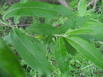 Salix gmelinii, photographed by Силаева Татьяна Борисовна
