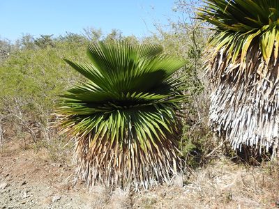 Copernicia macroglossa, photographed by amantedarmanin