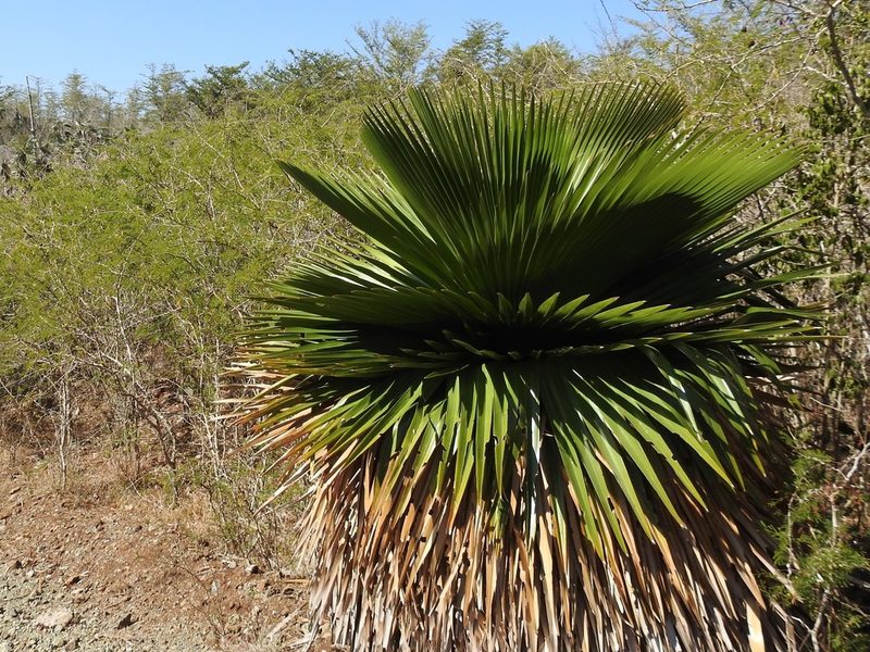 Copernicia macroglossa, photographed by amantedarmanin