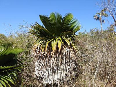 Copernicia macroglossa, photographed by amantedarmanin