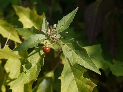 Solanum hovei, photographed by Dinesh Valke