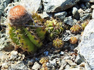 Melocactus matanzanus, photographed by amantedarmanin