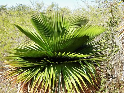 Copernicia macroglossa, photographed by amantedarmanin