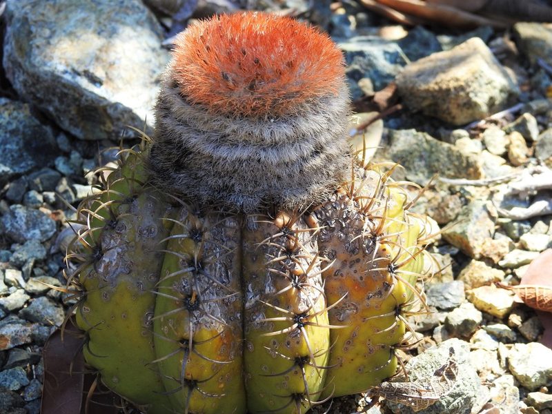 Melocactus matanzanus, photographed by amantedarmanin