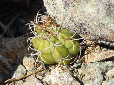 Melocactus matanzanus, photographed by amantedarmanin