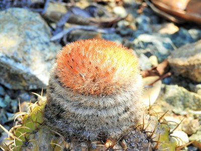 Melocactus matanzanus, photographed by amantedarmanin