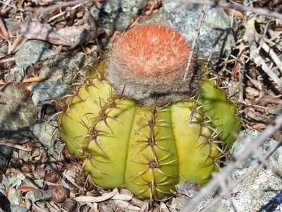 Melocactus matanzanus, photographed by amantedarmanin