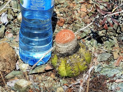 Melocactus matanzanus, photographed by amantedarmanin
