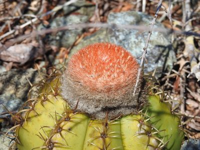 Melocactus matanzanus, photographed by amantedarmanin