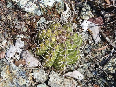 Melocactus matanzanus, photographed by amantedarmanin