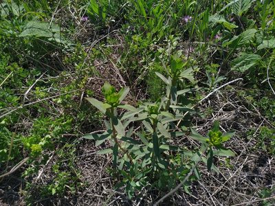 Euphorbia stepposa, photographed by Богдан Кученко