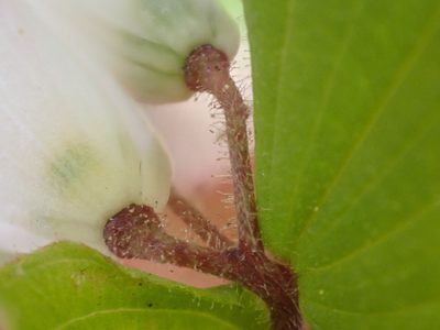 Prosartes parvifolia, photographed by Trevor Van Loon