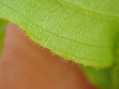 Prosartes parvifolia, photographed by Trevor Van Loon