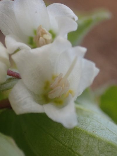 Prosartes parvifolia, photographed by Trevor Van Loon