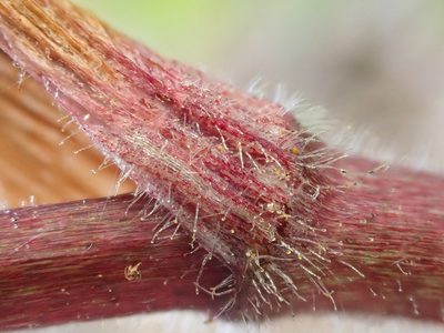 Prosartes parvifolia, photographed by Trevor Van Loon