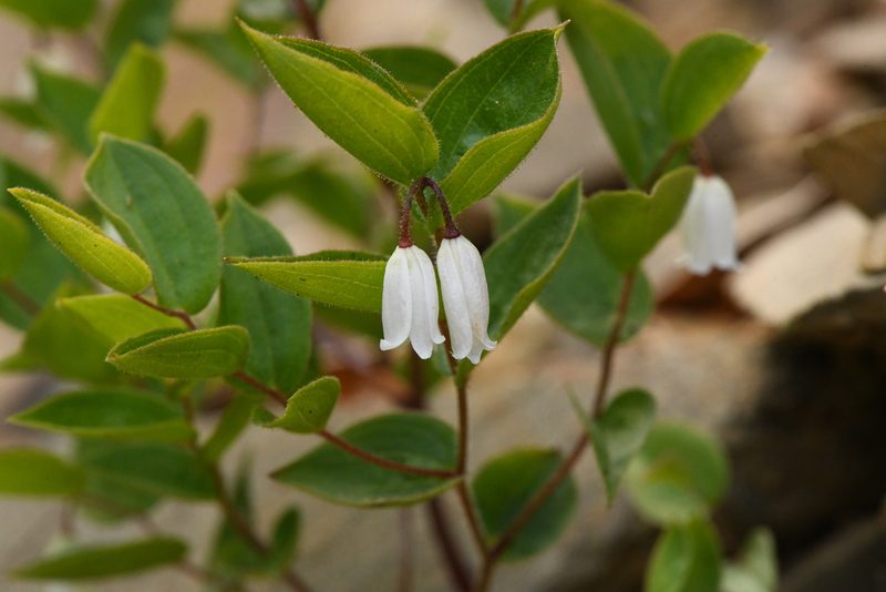 Prosartes parvifolia, photographed by Trevor Van Loon