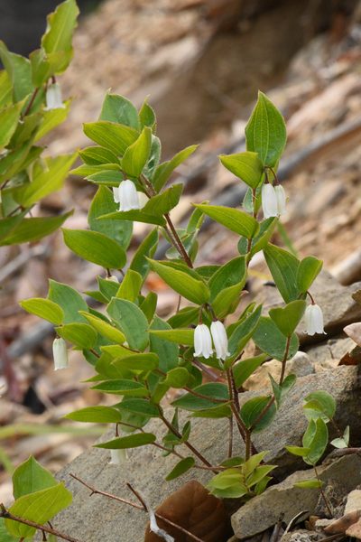 Prosartes parvifolia, photographed by Trevor Van Loon