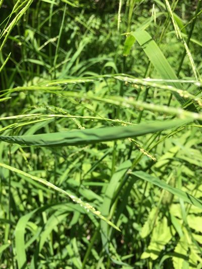 Glyceria septentrionalis, photographed by Bonnie Isaac
