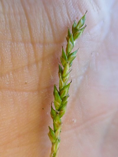 Carex mendocinensis, photographed by Trevor Van Loon