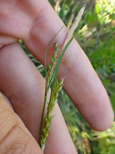 Carex mendocinensis, photographed by Trevor Van Loon