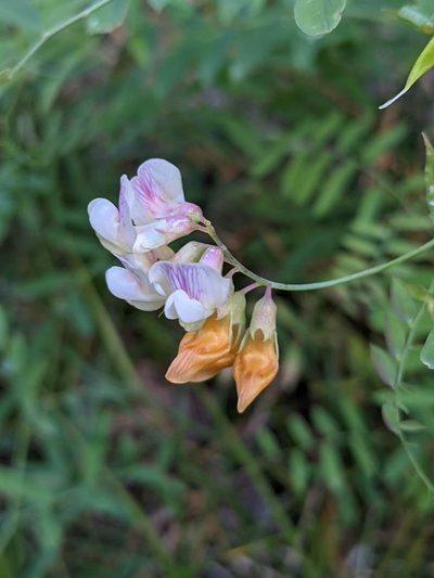 Lathyrus delnorticus, photographed by Trevor Van Loon