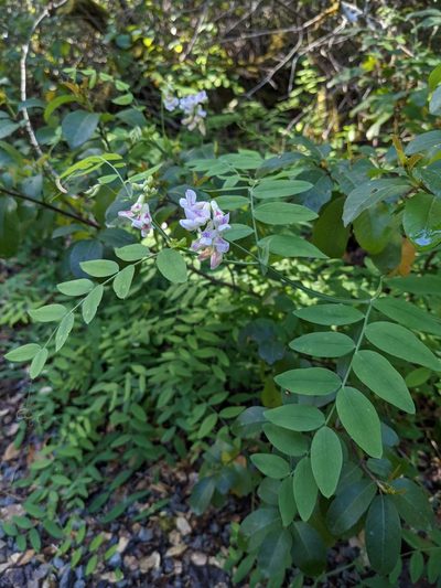 Lathyrus delnorticus, photographed by Trevor Van Loon