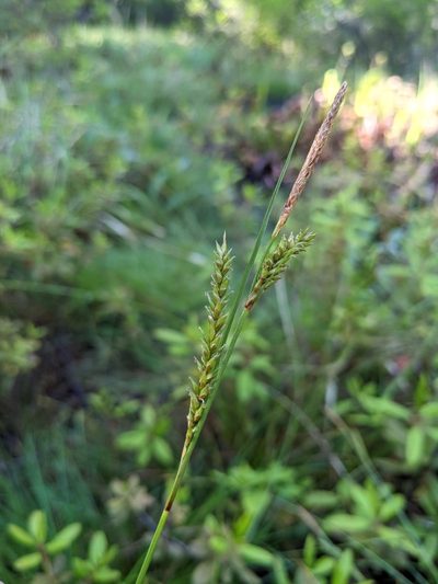 Carex mendocinensis, photographed by Trevor Van Loon
