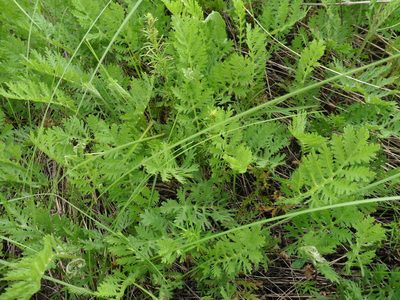 Artemisia latifolia, photographed by Силаева Татьяна Борисовна