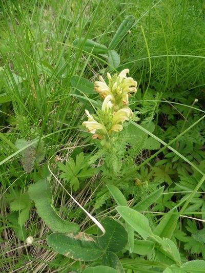 Pedicularis kaufmannii, photographed by Силаева Татьяна Борисовна