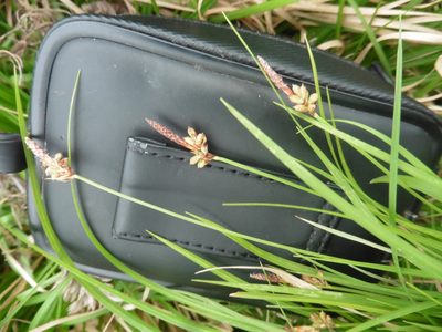 Carex montana, photographed by Силаева Татьяна Борисовна