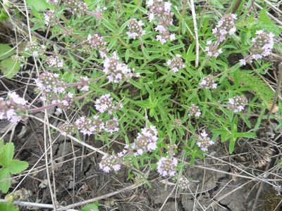 Thymus pannonicus, photographed by Силаева Татьяна Борисовна