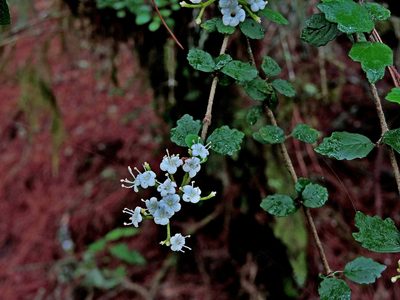 Viburnum parvifolium, photographed by Jacy Chen