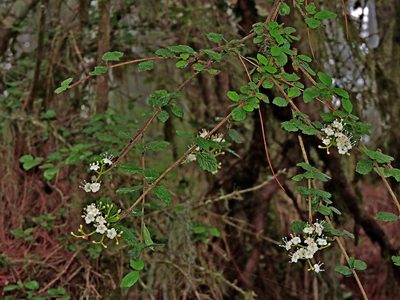 Viburnum parvifolium, photographed by Jacy Chen