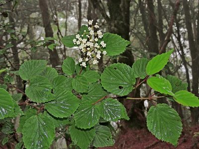Viburnum betulifolium, photographed by Jacy Chen